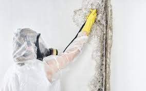 Why You Should Choose Our Mold Remediation Services in Oakland, IA